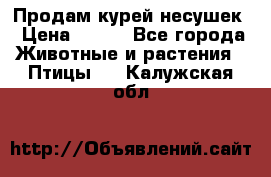 Продам курей несушек › Цена ­ 350 - Все города Животные и растения » Птицы   . Калужская обл.